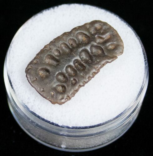 Leidyosuchus Dermal Scute - Cretaceous Crocodilian #11154